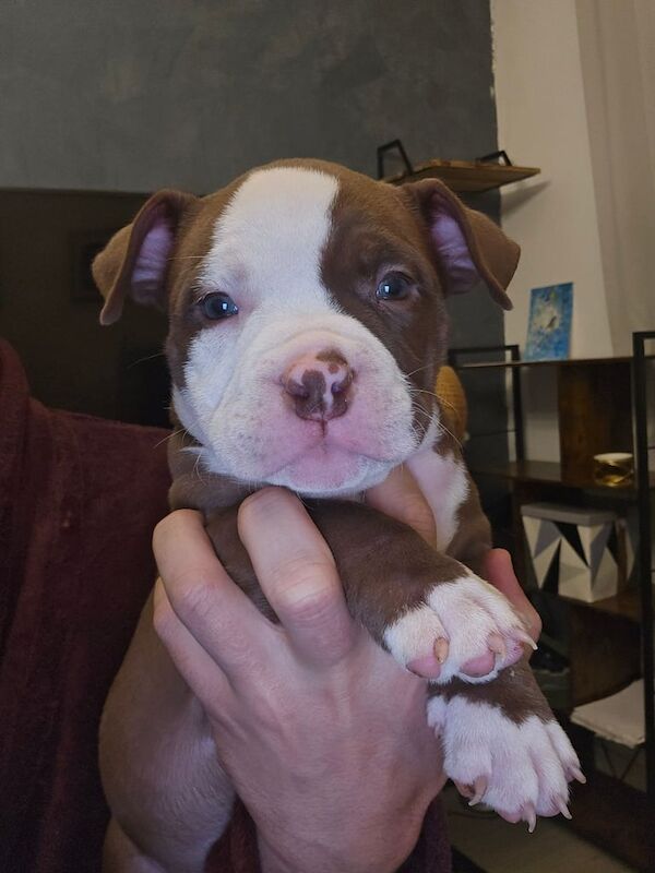 Pocket American bullys puppies for sale in Glasgow, Glasgow City - Image 3