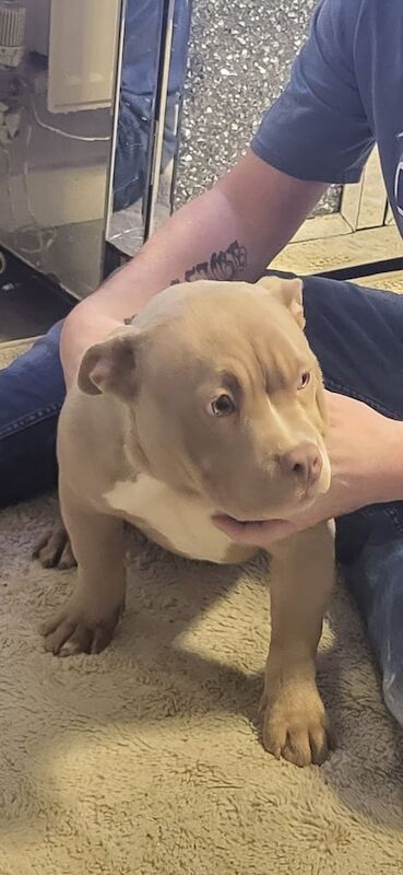 Pocket bully for sale in Leeds, West Yorkshire