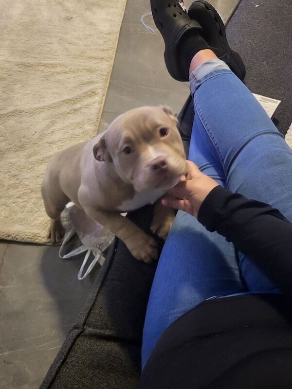 Pocket bully for sale in Leeds, West Yorkshire - Image 3