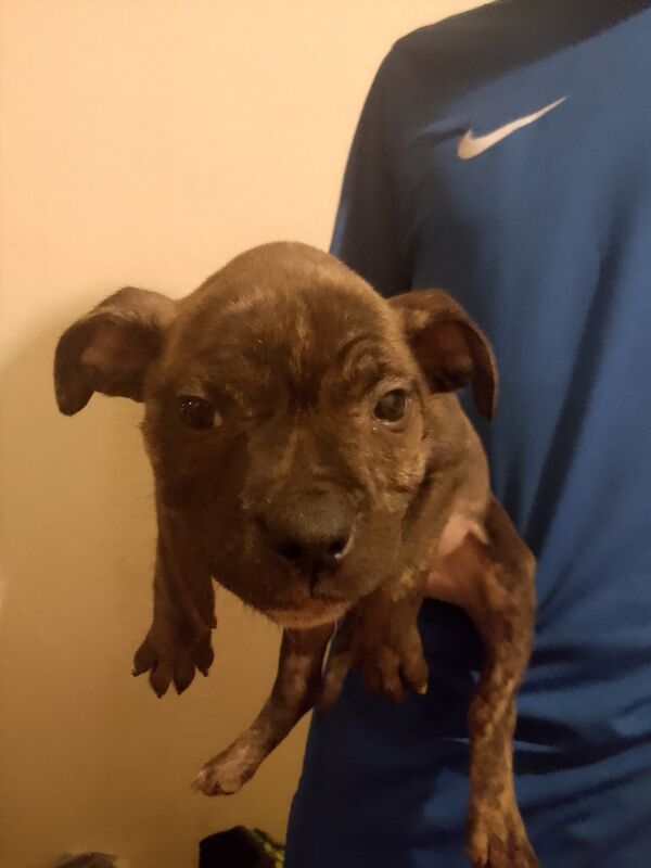 Pocket bully cross staffy for sale in Chorley, Lancashire - Image 1