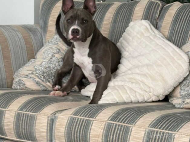 Pocket bully female looking for a home for sale in Waterlooville, Hampshire - Image 1