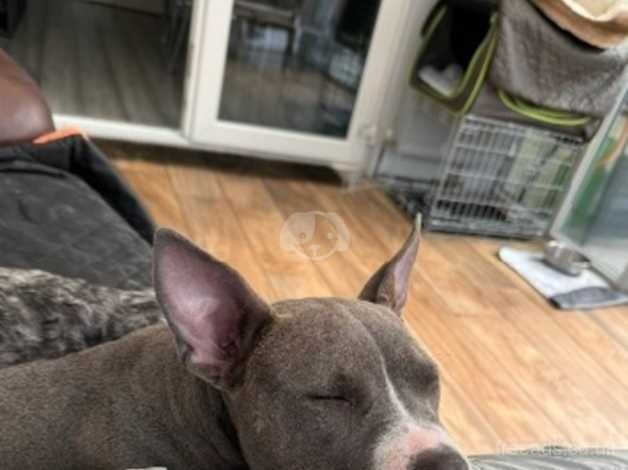 Pocket bully female looking for a home for sale in Waterlooville, Hampshire - Image 2