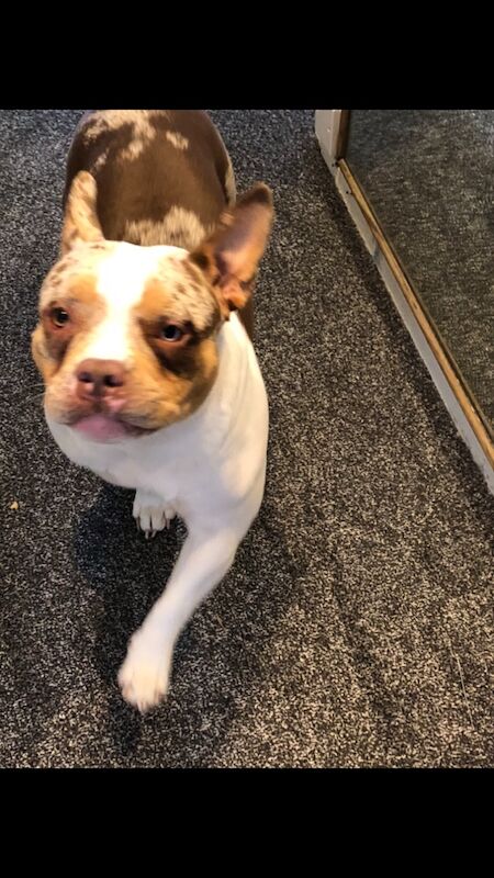 Pocket bully for sale female for sale in Rye, East Sussex