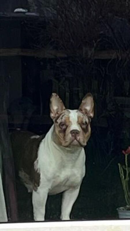 Pocket bully for sale female for sale in Rye, East Sussex - Image 2