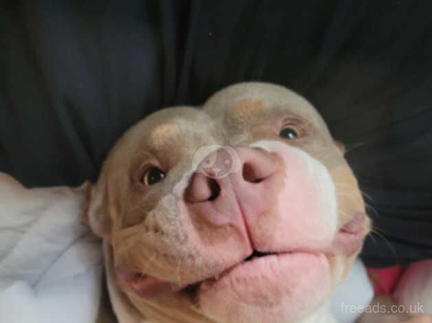 POCKET BULLY LOOKING FOR FOREVER HOME! for sale in Liverpool, Merseyside