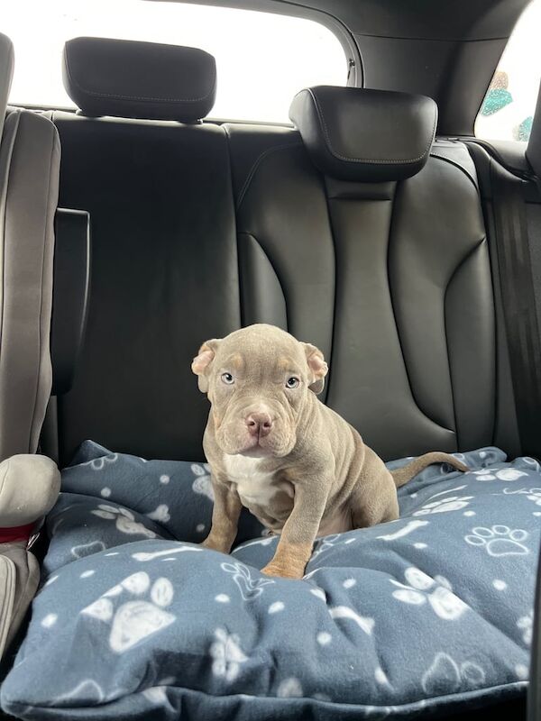 Pocket bully puppy's for sale in Liverpool, Merseyside - Image 3