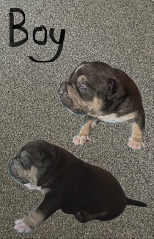 Pocket bully puppys for sale in Newark, Cambridgeshire - Image 1