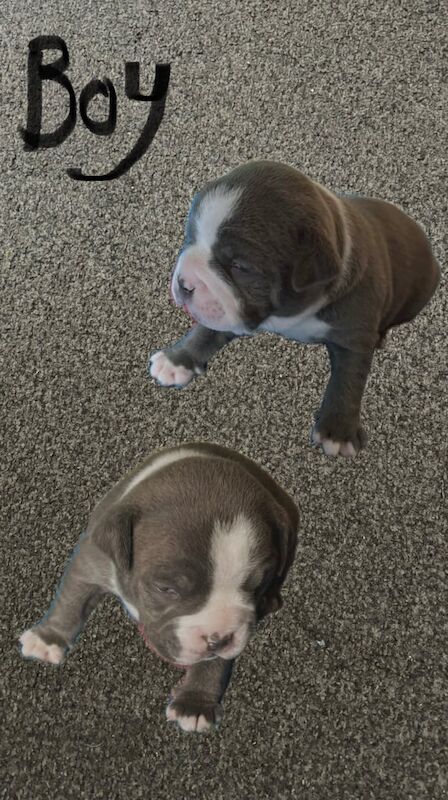 Pocket bully puppys for sale in Newark, Cambridgeshire - Image 2