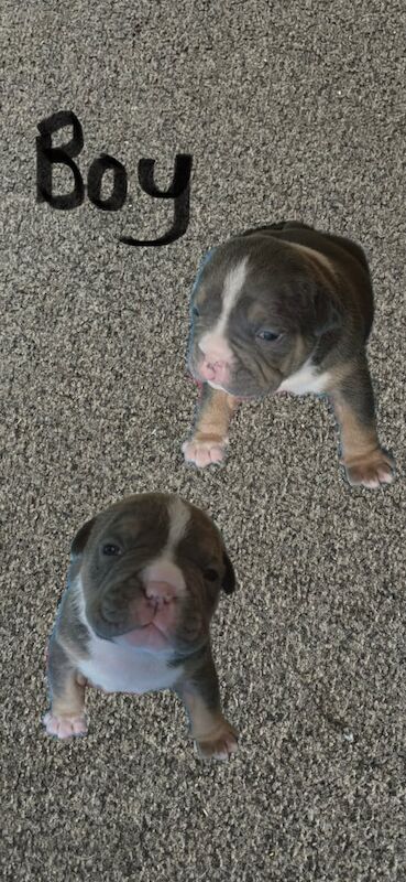 Pocket bully puppys for sale in Newark, Cambridgeshire - Image 3