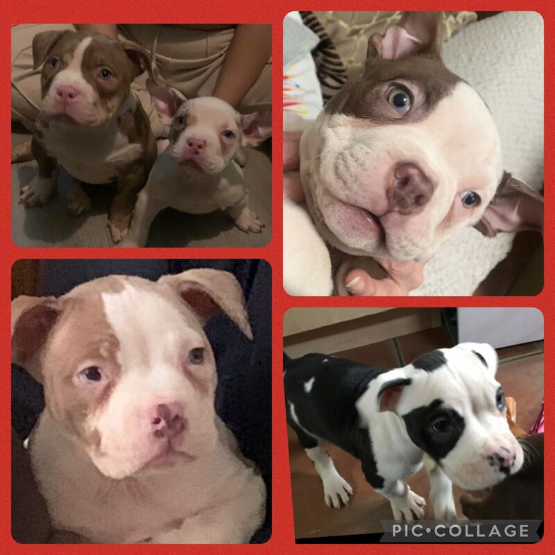 Pocket bully pups for sale in Leicester, Leicestershire