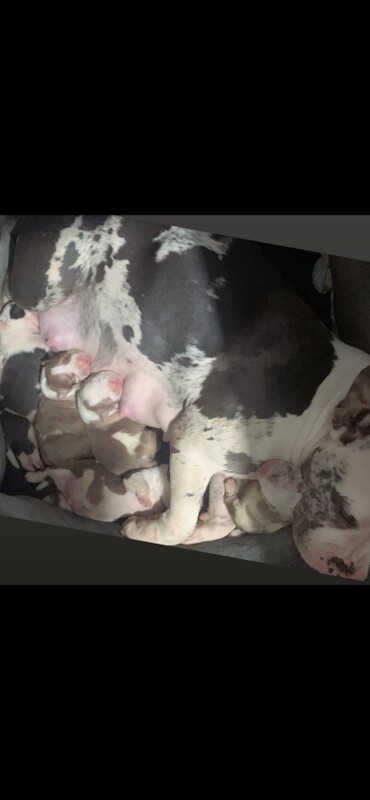 Pocket bully pups for sale in Leicester, Leicestershire - Image 2