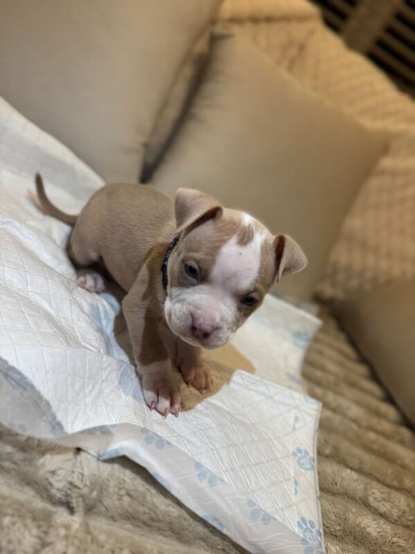 Pocket bully pups for sale in Manchester, Greater Manchester