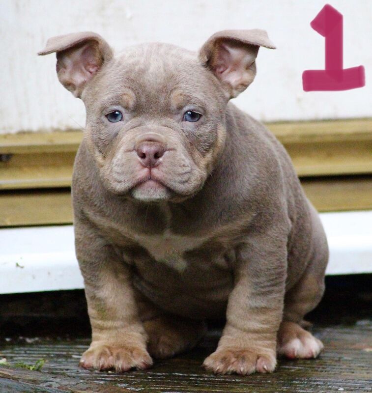 Pocket bullys for sale in Dudley, West Midlands