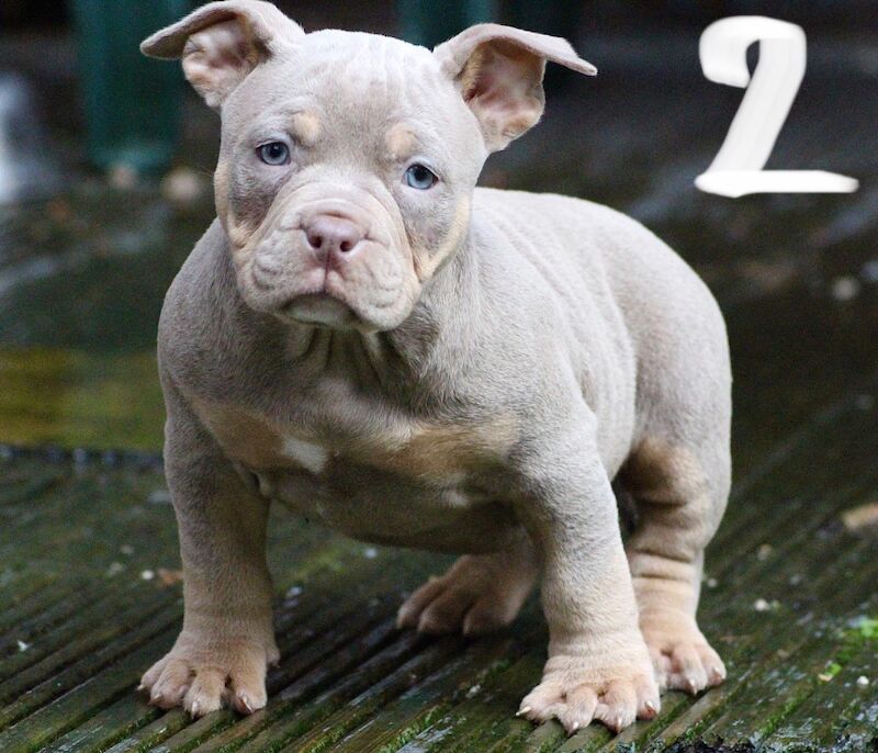 Pocket bullys for sale in Dudley, West Midlands - Image 2