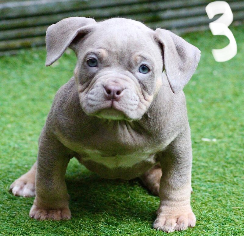 Pocket bullys for sale in Dudley, West Midlands - Image 3