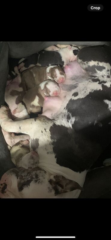 Pocket bullys for sale in Leicester, Leicestershire - Image 2