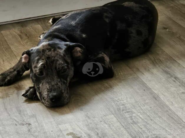 Pup looking for his forever home for sale in Loughborough, Leicestershire - Image 5