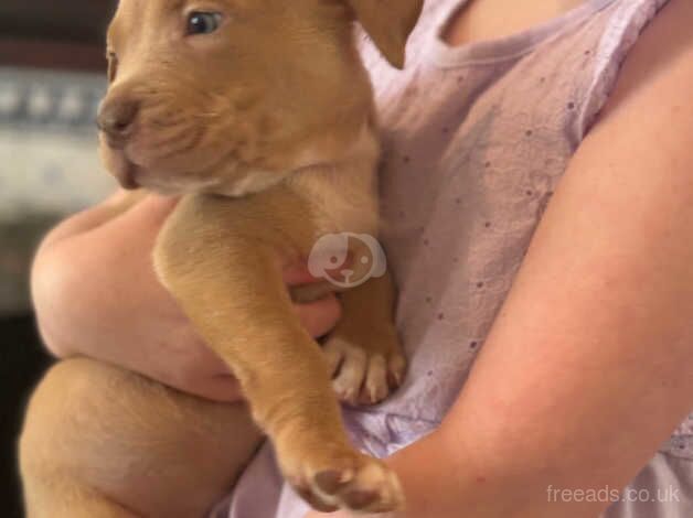 Puppies- American bulldog for sale in Enfield, Enfield, Greater London - Image 5