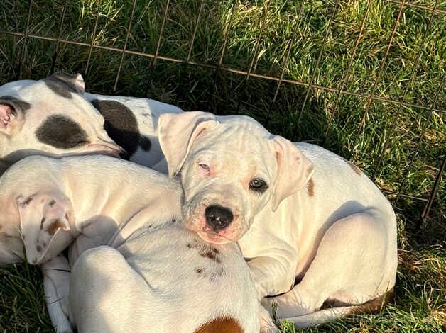 Puppies American Bulldog x Staffordshire BullTerierr for sale in Southampton, Hampshire