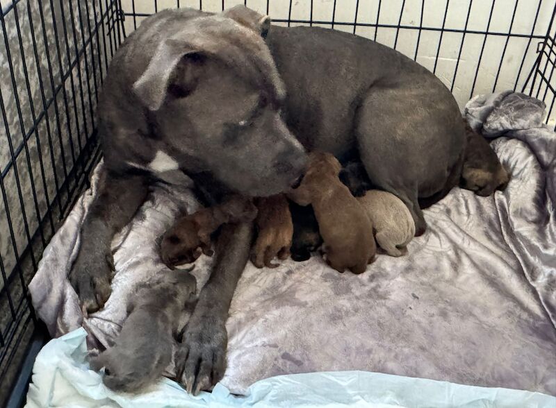 Puppies for sale in Alconbury Weston, Cambridgeshire - Image 2