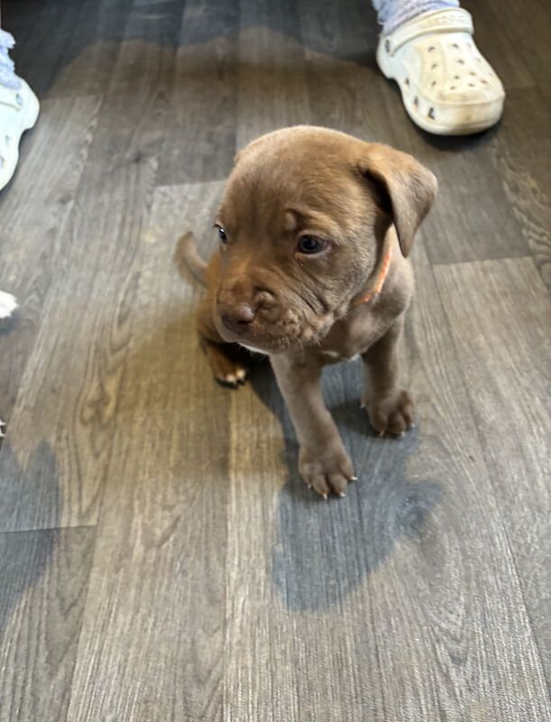 Puppies for sale in Alconbury Weston, Cambridgeshire - Image 3