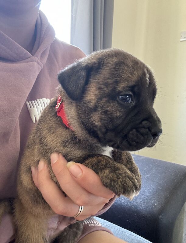 Puppies for sale in Alconbury Weston, Cambridgeshire - Image 4