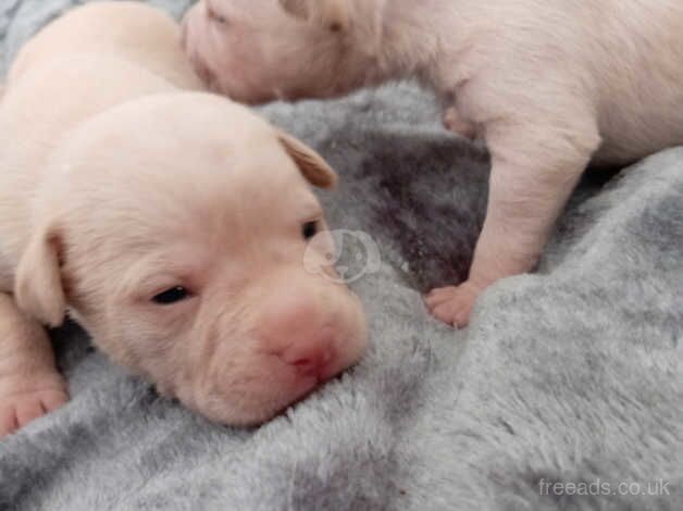 Puppies for sale in Burnley, Lancashire - Image 3