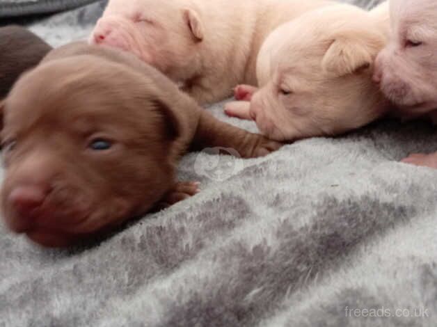 Puppies for sale in Burnley, Lancashire - Image 4