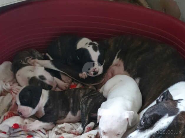 Puppies for sale in Nottingham, Nottinghamshire