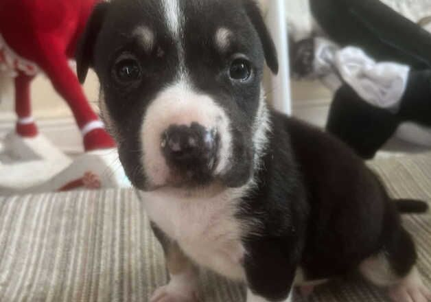 Puppy for sale in Gillingham, Dorset