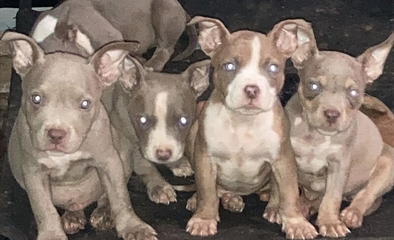 Puppy pocket bullys for sale in Wolverhampton, West Midlands