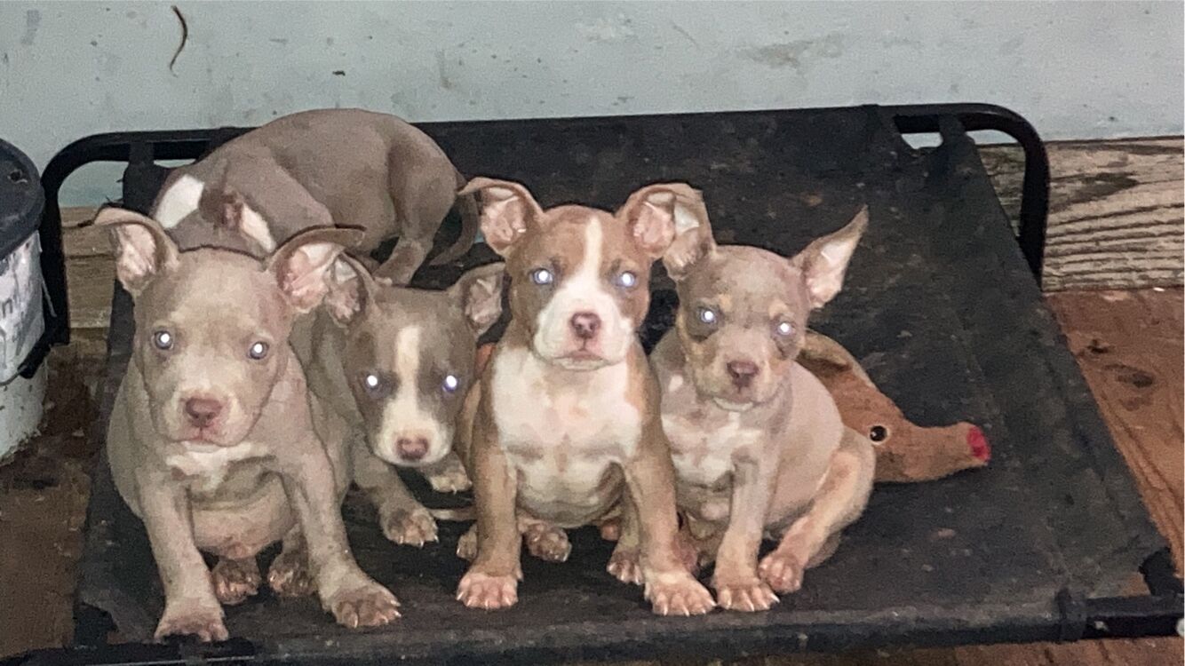 Puppy pocket bullys for sale in Wolverhampton, West Midlands - Image 2