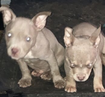 American Bully Puppies for sale in West Midlands