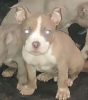 Puppy pocket bullys for sale in Wolverhampton, West Midlands - Image 5