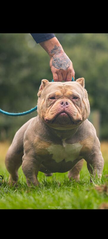 Quality ABKC micro bullyz for sale in Redditch, Worcestershire - Image 5