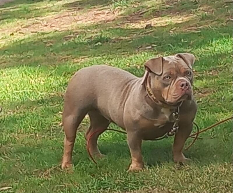 Quality ABKC micro bullyz for sale in Redditch, Worcestershire - Image 6