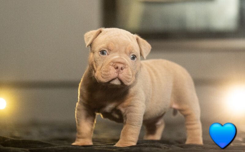 Quality ABKC micro bullyz for sale in Redditch, Worcestershire - Image 7