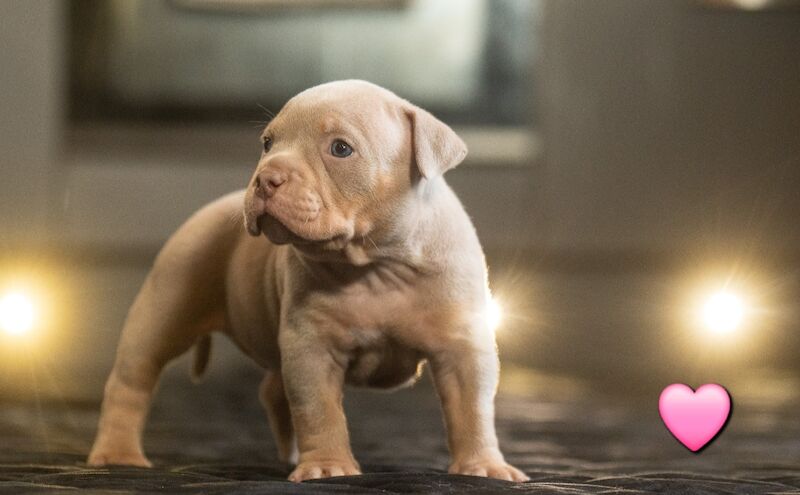 Quality ABKC micro bullyz for sale in Redditch, Worcestershire - Image 8