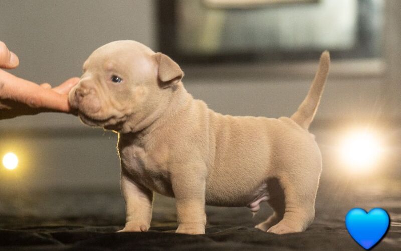 Quality ABKC micro bullyz for sale in Redditch, Worcestershire - Image 10