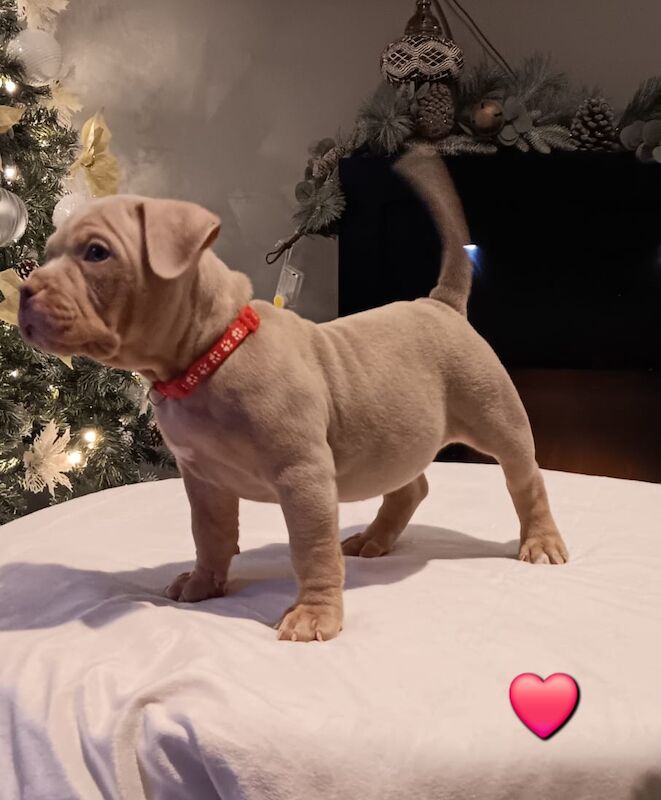 Quality ABKC micro bullyz for sale in Redditch, Worcestershire - Image 11