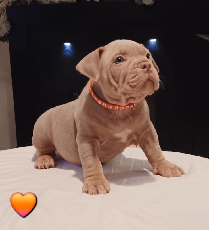 Quality ABKC micro bullyz for sale in Redditch, Worcestershire - Image 13