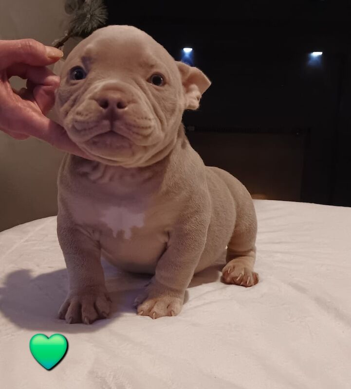 Quality ABKC micro bullyz for sale in Redditch, Worcestershire - Image 14