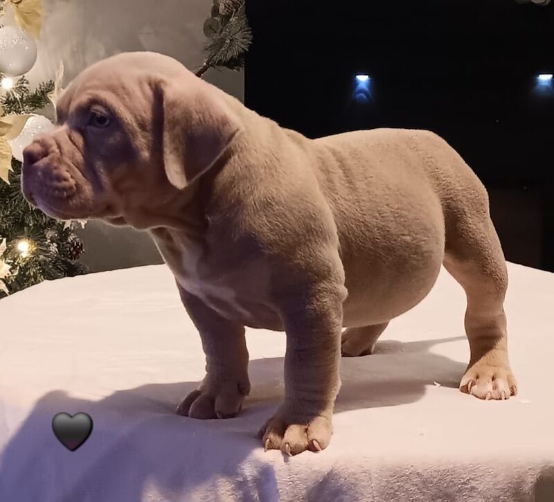 Quality ABKC micro bullyz for sale in Redditch, Worcestershire - Image 15