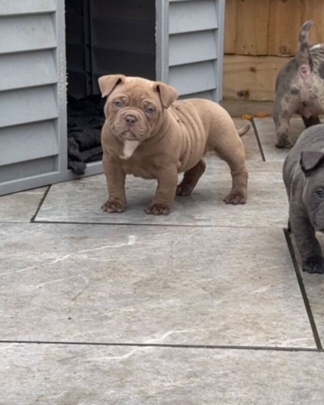 Outstanding quality Pocket bullys for sale in Lincoln, Lincolnshire