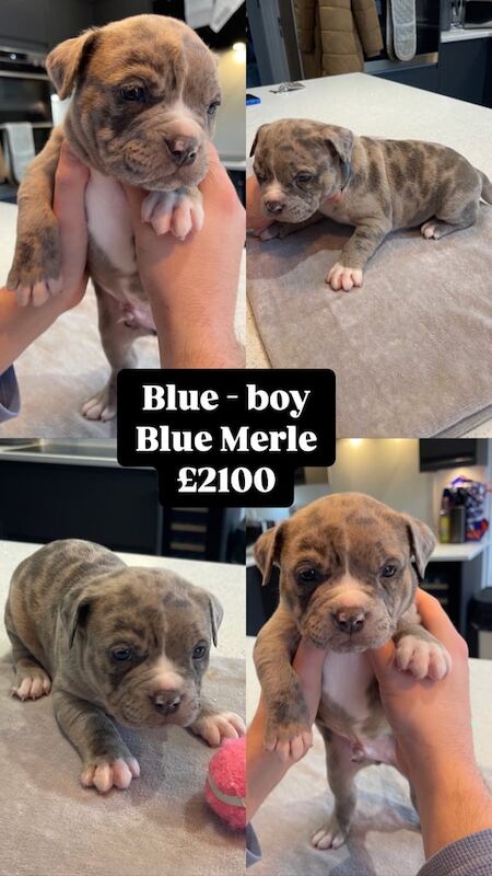 Registered ABKC Pocket Bully Puppies - Muscletone X Mclovin Bloodline for sale in Clacton-On-Sea, Essex - Image 2