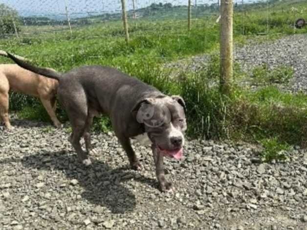 shadow & dakota looking for there forever home for sale in Leven, Fife - Image 3