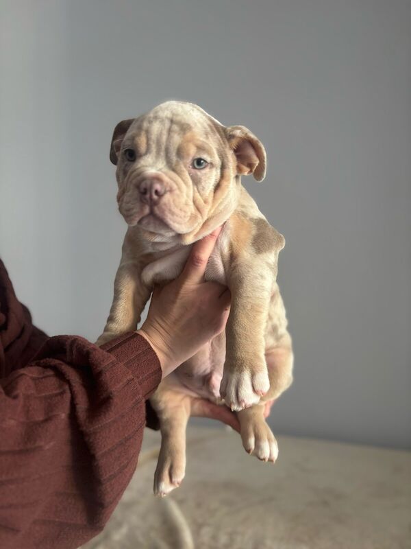 Show quality micro bullies for sale in Borehamwood, Hertfordshire - Image 3