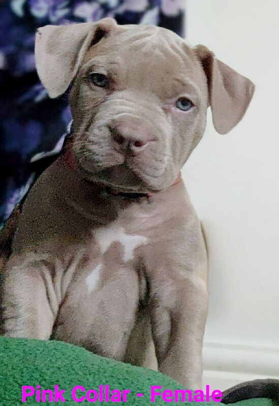 Show Quality XL Bully Puppies American Bulldog Puppies For Sale in Barnsley South Yorkshire