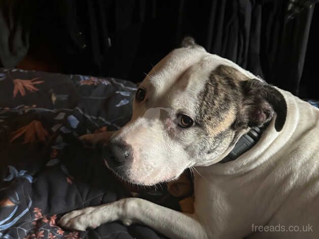 Staffy x for sale in Mexborough, South Yorkshire