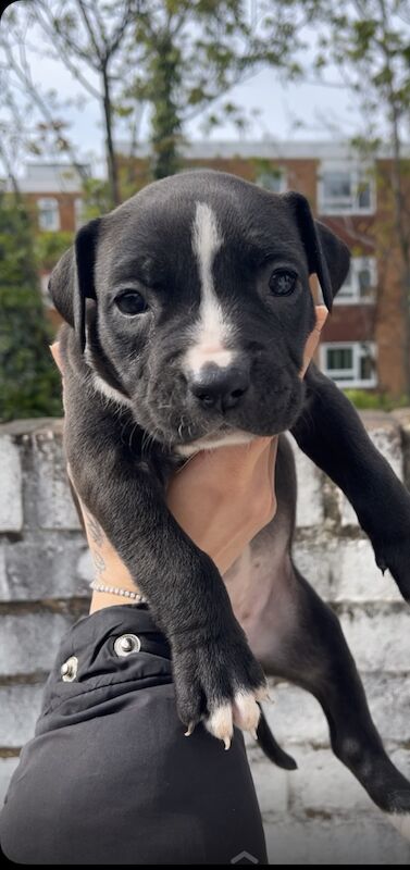 American Bully Puppies for sale in Greater London